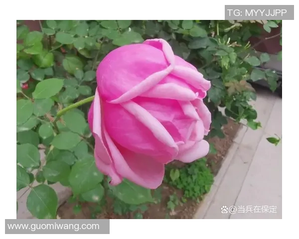 玫瑰新蕾绽放璀璨光彩展现生命的美丽与希望 玫瑰新蕾绽放璀璨光彩展现生命的美丽与希望